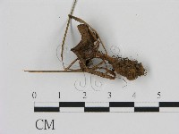 登錄號:F0013614藏品圖，第1張