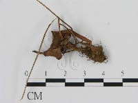 登錄號:F0013614藏品圖，第3張