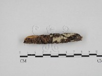 登錄號:F0013617藏品圖，第1張