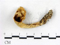 登錄號:F0013618藏品圖，第1張