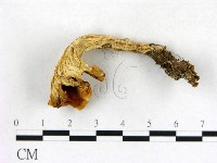 登錄號:F0013618藏品圖，第3張