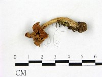 登錄號:F0013619藏品圖，第1張