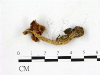 登錄號:F0013619藏品圖，第3張