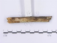 登錄號:F0013623藏品圖，第3張