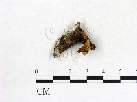 登錄號:F0013626藏品圖，第1張