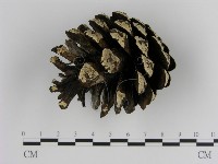 絲皮菌屬藏品圖，第1張