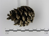 絲皮菌屬藏品圖，第3張