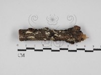 登錄號:F0013628藏品圖，第1張