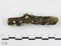 登錄號:F0013628藏品圖，第5張