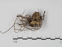 革菌屬藏品圖，第1張