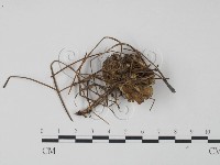 革菌屬藏品圖，第3張