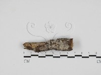 登錄號:F0013635藏品圖，第1張