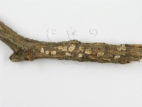 登錄號:F0013636藏品圖，第4張