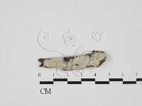 登錄號:F0013637藏品圖，第1張
