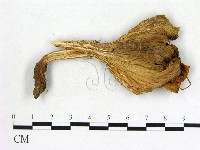 登錄號:F0013638藏品圖，第1張
