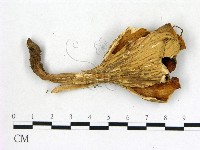 登錄號:F0013638藏品圖，第3張