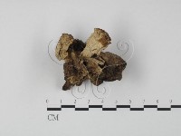 登錄號:F0013639藏品圖，第1張