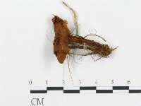 登錄號:F0013640藏品圖，第1張