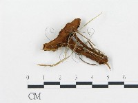 登錄號:F0013640藏品圖，第3張