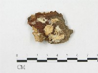 樹脂殼菌屬藏品圖，第3張