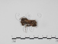 革菌屬藏品圖，第1張