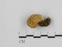 寡孔菌屬藏品圖，第3張