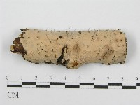 筍殼菌屬藏品圖，第1張