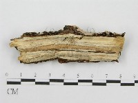 筍殼菌屬藏品圖，第3張