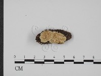 登錄號:F0013649藏品圖，第1張