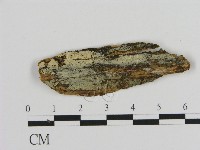 絲皮菌屬藏品圖，第1張
