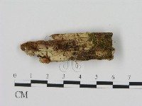 登錄號:F0013655藏品圖，第1張