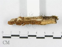 登錄號:F0013655藏品圖，第4張