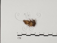登錄號:F0013657藏品圖，第1張