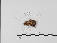 登錄號:F0013657藏品圖，第3張