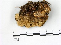 登錄號:F0013658藏品圖，第1張