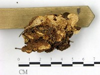 登錄號:F0013658藏品圖，第3張