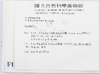 黑蛋巢菌屬藏品圖，第2張