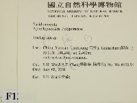 附毛菌屬藏品圖，第2張