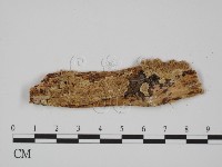 附毛菌屬藏品圖，第1張
