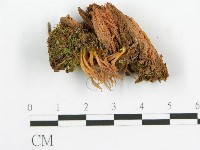 登錄號:F0013663藏品圖，第1張