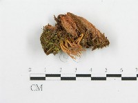登錄號:F0013663藏品圖，第3張