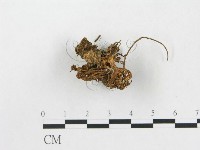 登錄號:F0013664藏品圖，第1張