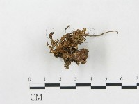 登錄號:F0013664藏品圖，第3張