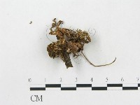 登錄號:F0013664藏品圖，第4張