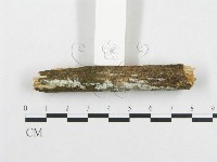 骨皮菌屬藏品圖，第3張