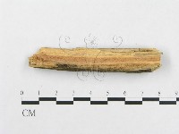 骨皮菌屬藏品圖，第4張