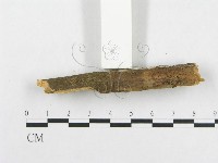 骨皮菌屬藏品圖，第5張