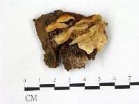 登錄號:F0013669藏品圖，第1張