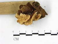 登錄號:F0013669藏品圖，第3張