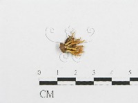 登錄號:F0013674藏品圖，第1張